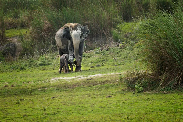 Una Bella Foto Elefante Indiano Che Cammina Con Suo Bambino — Foto Stock