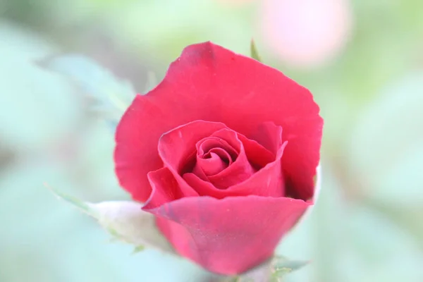 Selektywny Czerwonej Róży Ogrodzie — Zdjęcie stockowe