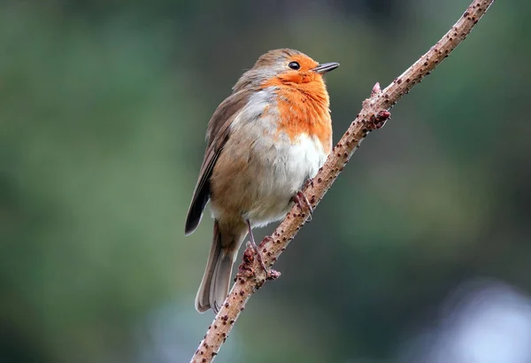 Belo Tiro Robin Europeu Cantando Ramo — Fotografia de Stock