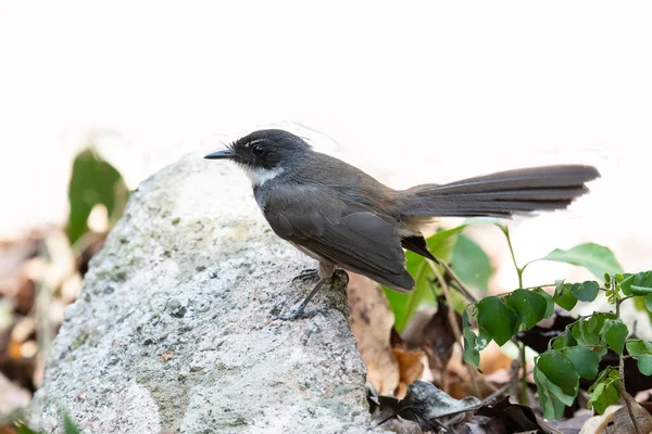 Found Perched Rock While Looking Leftwhite Throated Fantail Rhipidura Albicollis — Stock Photo, Image