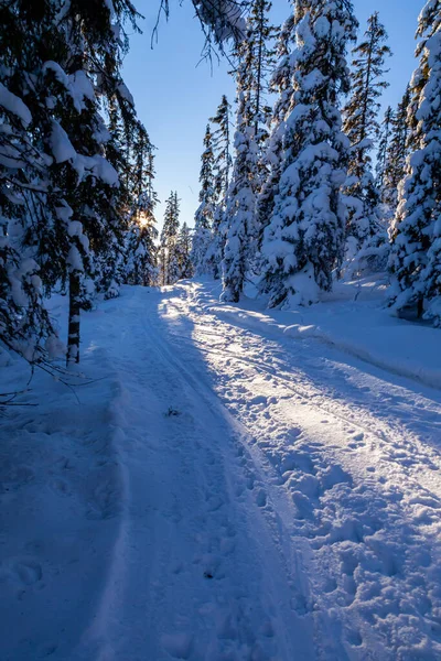 Vertikal Bild Väg Mitt Träd Skogen Täckt Med Snö — Stockfoto