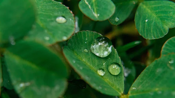 緑の葉に水が落ちるマクロショット — ストック写真