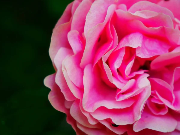 Eine Nahaufnahme Zarter Rosa Rose Auf Verschwommenem Hintergrund — Stockfoto