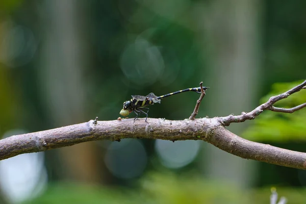 Closeup Shot Yellow Dragonfly Blurred Background — Stock Photo, Image