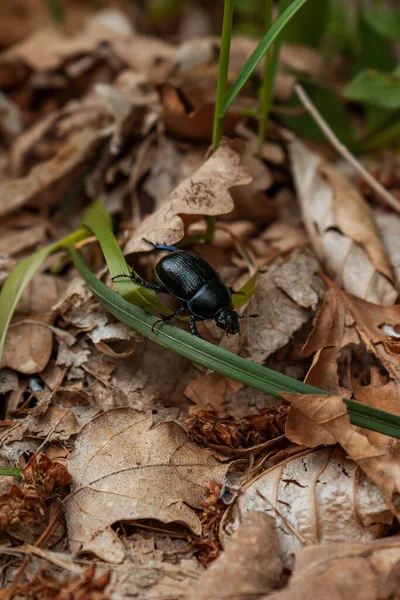 Tiro Vertical Geotrupes Preto Nas Folhas Secas — Fotografia de Stock