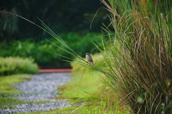 Ein Sperlingsvogel Hockte Auf Dem Hohen Grünen Gras — Stockfoto