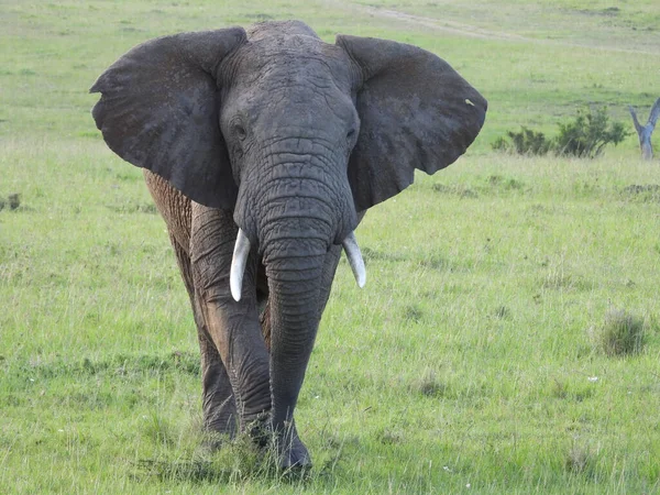 동아프리카 케냐의 이마라 공원의 밭에서 있었던 코끼리의 — 스톡 사진