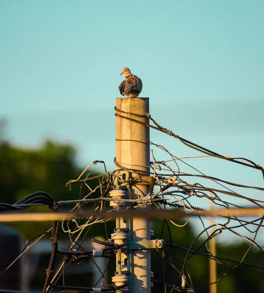鸽子选择栖息在电线杆上的鸽子 — 图库照片