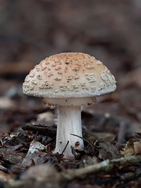 Fungo Cespuglio Commestibile Nella Foresta — Foto Stock