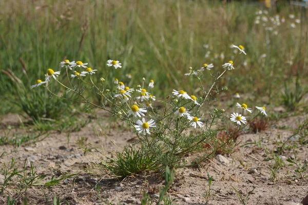 Chamomile Pioneer Colonises Fallow Area Medicinal Plant Also Heals Eroded — Stock Photo, Image