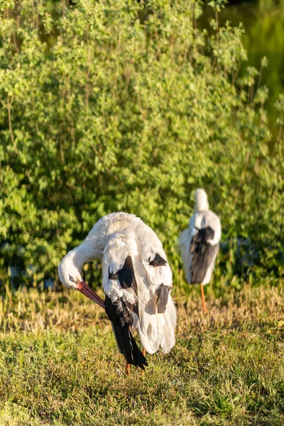 Tiro Vertical Duas Cegonhas Grama Frio Durante Dia — Fotografia de Stock