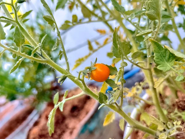 Primer Plano Tomate Cereza Creciendo Una Rama — Foto de Stock