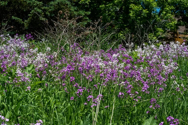 Una Vista Panorámica Hermosas Flores Púrpuras Bosque Tiempo Soleado —  Fotos de Stock