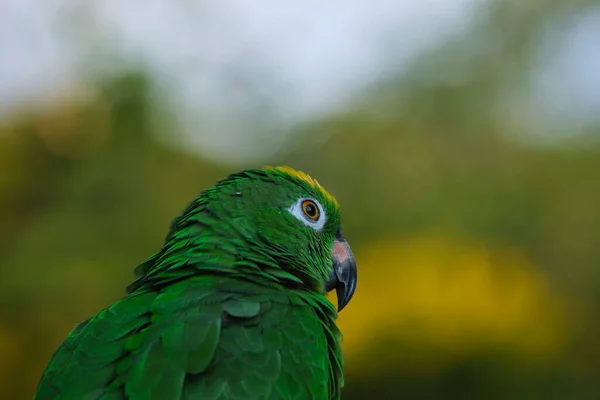 Closeup Panama Amazon Blurry Green Background — Stock Photo, Image