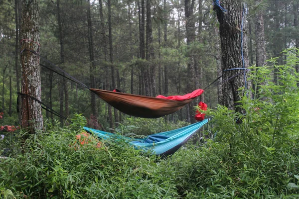 松林に吊るされた赤と青のハンモックの眺め — ストック写真
