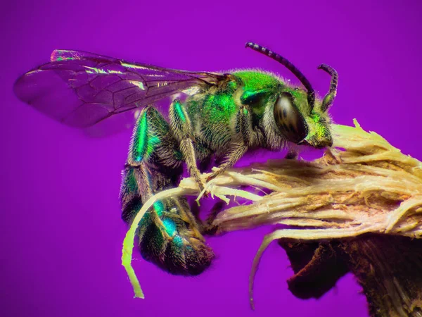 Uma Macro Uma Mosca Verde Uma Planta Contra Fundo Roxo — Fotografia de Stock