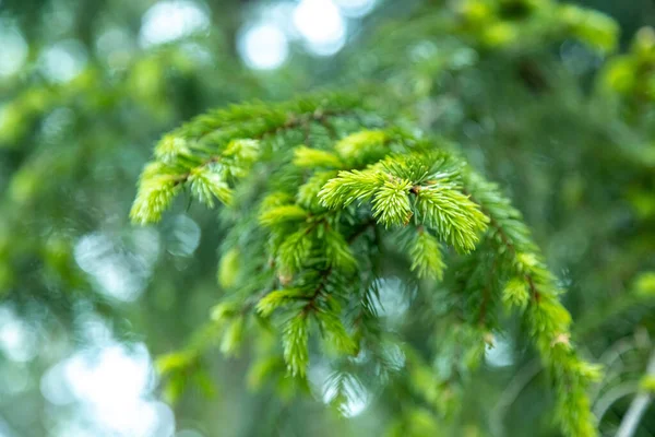 Parlak Yeşil Çam Ağaçlarının Yakın Plan Bir Görüntüsü — Stok fotoğraf