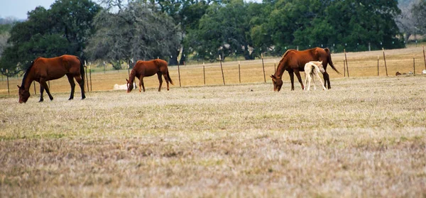 Primer Plano Hermosos Caballos Pastando Campo —  Fotos de Stock