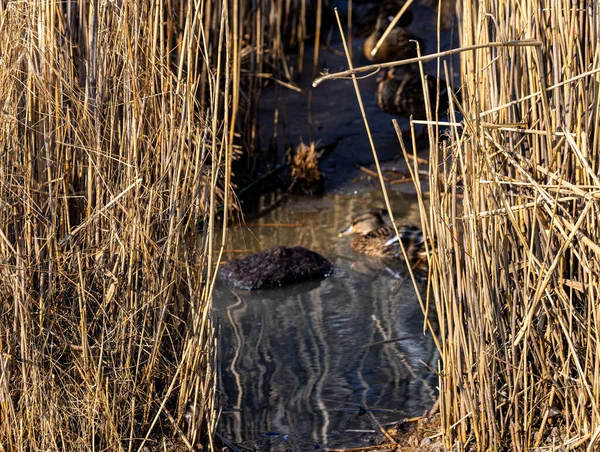 湖の乾燥葦の後ろに泳いでいるマガモのアヒルのグループ — ストック写真