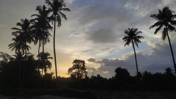 乡村地区美丽的落日下 棕榈树的轮廓 — 图库照片