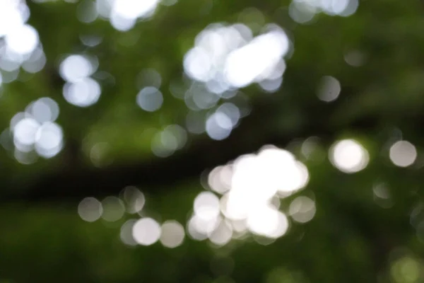 緑の濃い柔らかいボケの木から自然光があり 背景がぼやけている — ストック写真