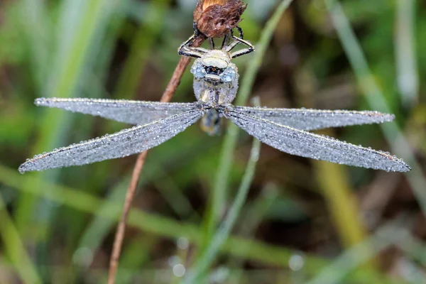 Primer Plano Una Libélula Mojada Una Planta — Foto de Stock