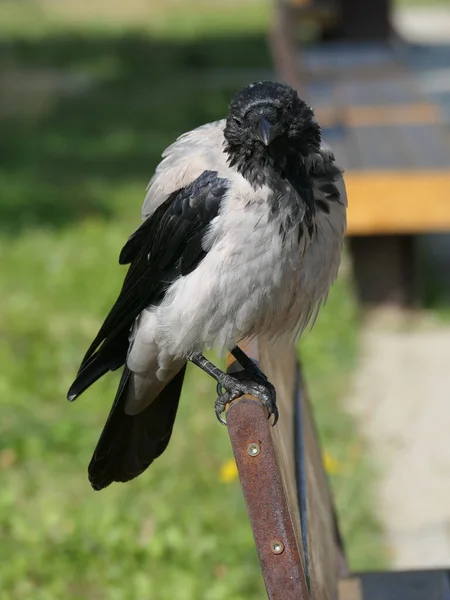 Plan Vertical Oiseau Corbeau Mignon Debout Sur Banc Dans Parc — Photo