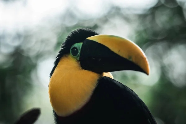 Närbild Toucan Med Bokeh Ljus Bakgrunden Ecuador — Stockfoto