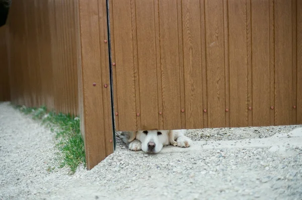 Şirin Tüylü Bir Köpek Arka Bahçedeki Tahta Bir Camın Arkasında — Stok fotoğraf