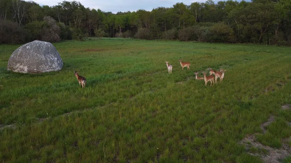 Disparo Ángulo Alto Grupo Ciervos Marrones Campo Verde Dinamarca — Foto de Stock