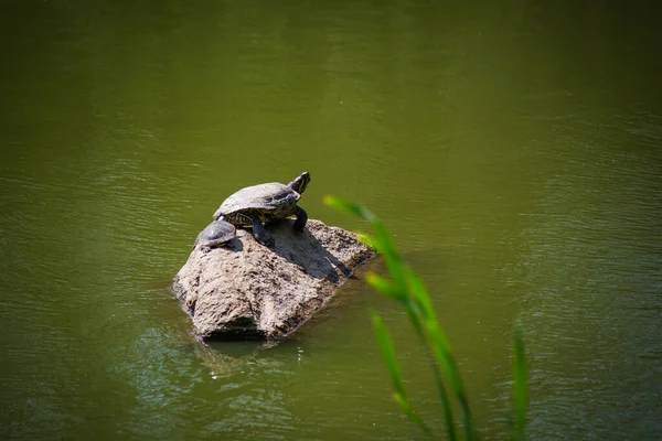 Enfoque Selectivo Las Tortugas Rock — Foto de Stock