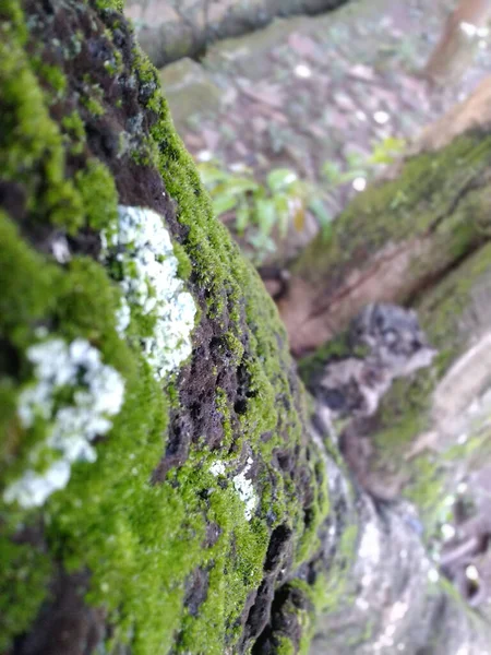 都市部の木の幹に苔の選択的フォーカスショット — ストック写真