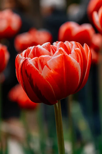 Enfoque Selectivo Hermoso Tulipán Jardín —  Fotos de Stock