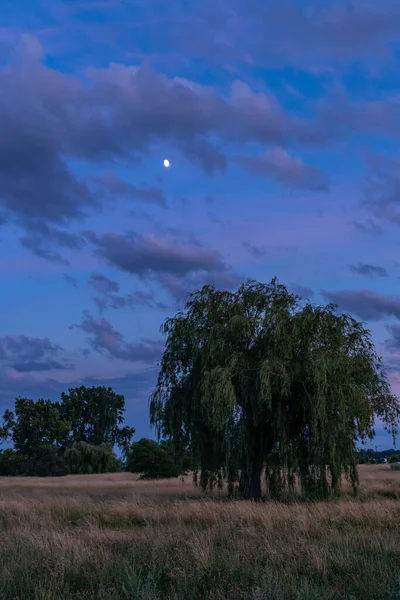 Tiro Vertical Uma Única Árvore Gigante Campo Noite — Fotografia de Stock