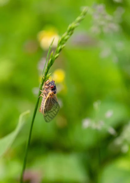 Vertikale Makroaufnahme Einer Jährigen Periodischen Brut Zikade Auf Einem Pflanzenstamm — Stockfoto