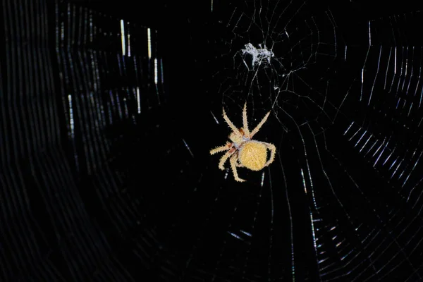 Detailní Záběr Texas Night Spider Jeho Pavučině Noci — Stock fotografie