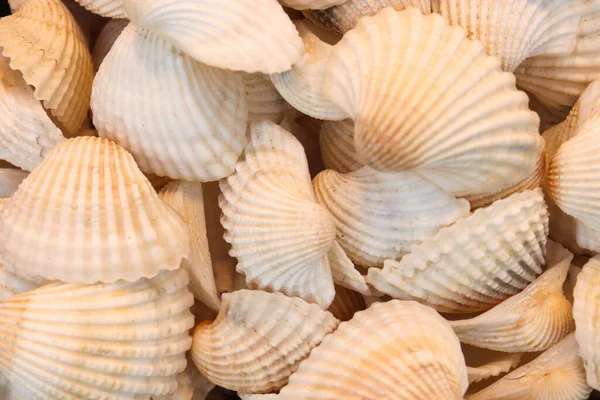 Closeup Beautiful Brown Seashells Pile — Stock Photo, Image