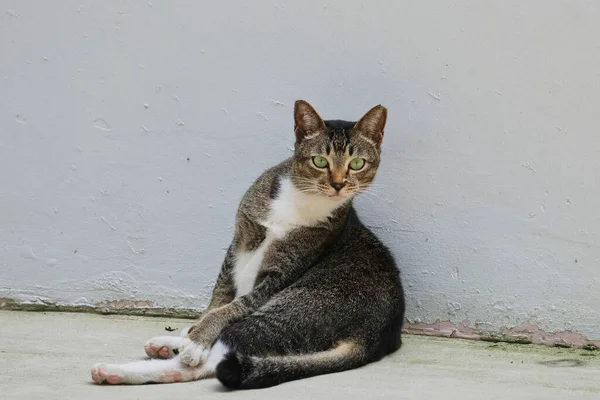 一只孤独的猫坐在墙前看着摄像机的特写镜头 — 图库照片