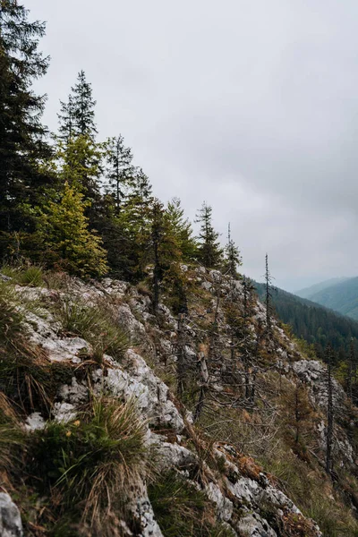 曇り空の下の森の常緑樹の垂直ショット — ストック写真
