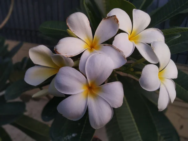 Närbild Vita Och Gula Plumeria Blommor Trädgård — Stockfoto