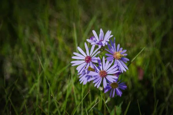 Une Mise Point Sélective Fleurs Aster Violet — Photo