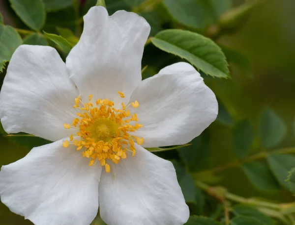 模糊背景下的一朵白玫瑰的特写镜头 — 图库照片