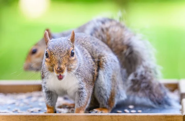 Close Cute Carolina Squirrels Sitting Feeder Outdoors Park Blurred Background — Stock Photo, Image