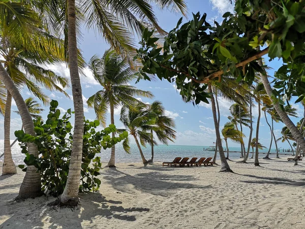 Niski Kąt Ujęcia Palm Pobliżu Pięknego Morza Florydzie Usa — Zdjęcie stockowe