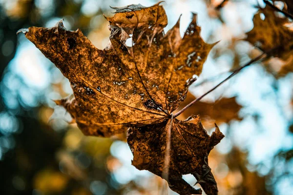 背景がぼやけている森の中の乾燥した秋の葉の閉鎖 — ストック写真