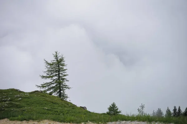 Piękny Widok Zalesioną Górę Otoczoną Mgłą Velika Planina Słowenia — Zdjęcie stockowe