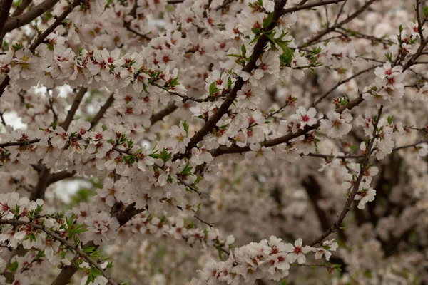 Крупный План Ветвей Деревьев Полных Весенних Цветов — стоковое фото