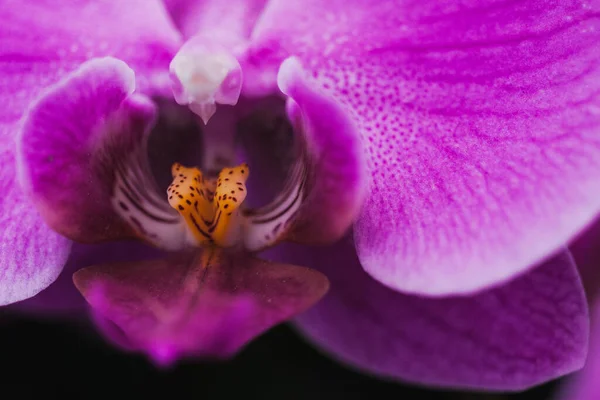 Zbliżenie Jasnego Purpurowego Kwiatu Orchidei Szczegó Doritaenopsis — Zdjęcie stockowe