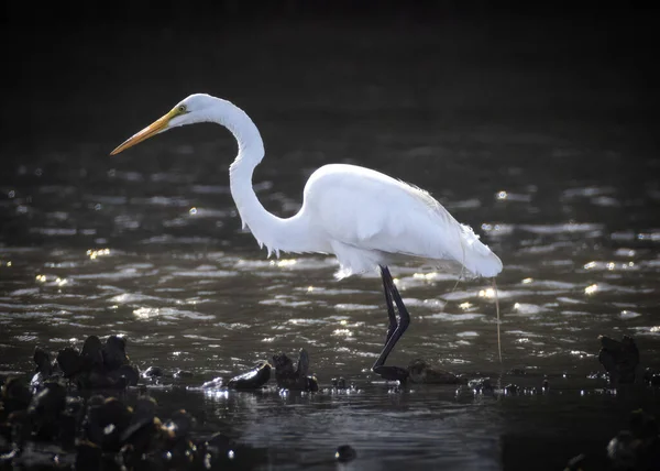 Een Prachtig Shot Van Een Egret Lopend Een Water — Stockfoto