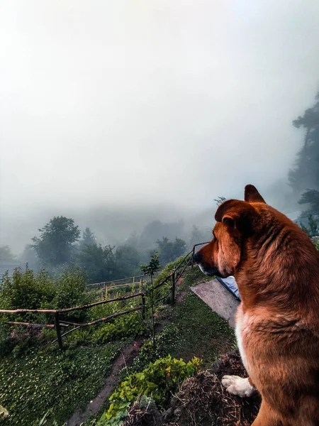 Eine Vertikale Aufnahme Eines Streunenden Braunen Hundes Auf Dem Hügel — Stockfoto